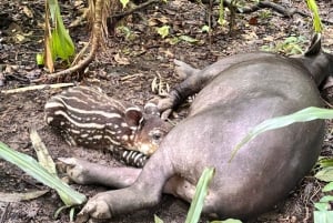 Puerto Jimenez: Corcovado nasjonalpark Sirena dagstur ALT INKLUDERT