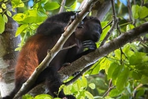 Puerto Jimenez: Corcovado nasjonalpark Sirena dagstur ALT INKLUDERT