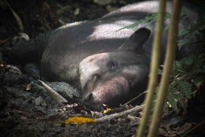 Puerto Jimenez: Corcovado nasjonalpark Sirena dagstur ALT INKLUDERT