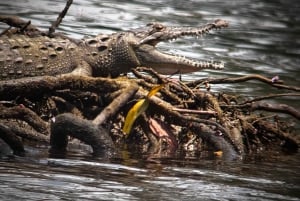 Puerto Jimenez: Corcovado nasjonalpark Sirena dagstur ALT INKLUDERT