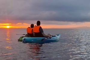 Puerto Jimenez : Aventure en kayak dans le Golfo Dulce + Bioluminescence