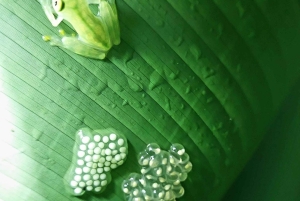 Puerto Jiménez: Tour Privado La Leona Overnight y Corcovado