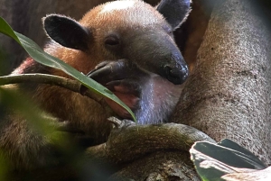 Puerto Jiménez: Tour Privado La Leona Overnight y Corcovado