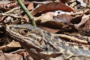 Puerto Jiménez: Tour Privado La Leona Overnight y Corcovado
