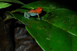 Puerto Jimenez: Nighttime Wildlife Hike with a Local Guide