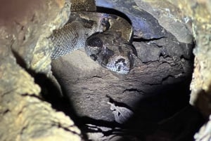 Puerto Jimenez: Nighttime Wildlife Hike with a Local Guide