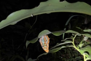 Puerto Jimenez: Nighttime Wildlife Hike with a Local Guide