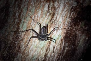 Puerto Jimenez: Nighttime Wildlife Hike with a Local Guide