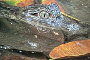 Puerto Jimenez: Nighttime Wildlife Hike with a Local Guide