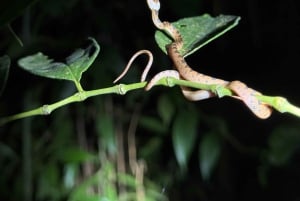 Puerto Jimenez: Nighttime Wildlife Hike with a Local Guide