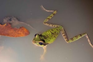 Puerto Jimenez: Nighttime Wildlife Hike with a Local Guide
