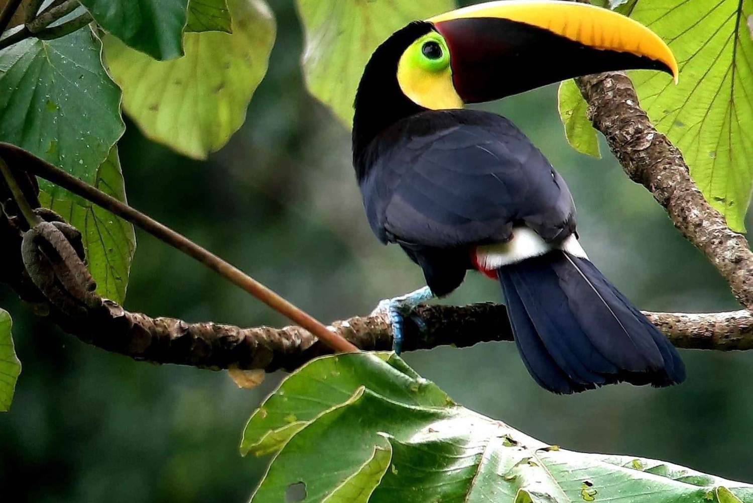 Puerto Jiménez: yksityinen päiväretki Sirenaan Corcovadossa