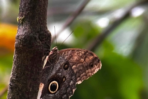 Puerto Jiménez: yksityinen päiväretki Sirenaan Corcovadossa