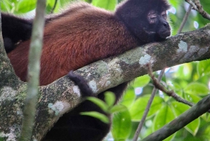Puerto Jiménez: Exploração da fauna em Matapalo + Guia especialista e almoço
