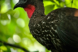 Puerto Jiménez: Exploração da fauna em Matapalo + Guia especialista e almoço