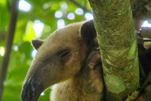 Puerto Jiménez: Exploração da fauna em Matapalo + Guia especialista e almoço