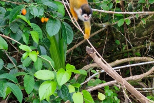 Puerto Jiménez: Exploração da fauna em Matapalo + Guia especialista e almoço