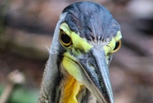 Puerto Jiménez: Exploração da fauna em Matapalo + Guia especialista e almoço