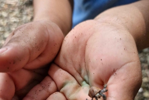 Puerto Jiménez: Exploração da fauna em Matapalo + Guia especialista e almoço