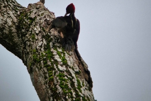 Puerto Jiménez: Exploração da fauna em Matapalo + Guia especialista e almoço