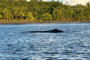 Puerto Jiménez: Spot Dolphins and Whales in Golfo Dulce