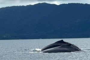 Puerto Jiménez: Spot Dolphins and Whales in Golfo Dulce