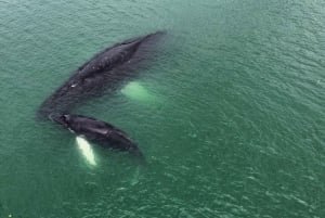Puerto Jiménez: Spot Dolphins and Whales in Golfo Dulce