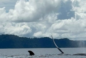 Puerto Jiménez: Spot Dolphins and Whales in Golfo Dulce