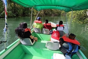 Puerto Jiménez: Spot Dolphins and Whales in Golfo Dulce