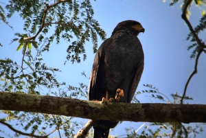 Puerto Jiménez: Vida Selvagem e Catarata Mata Palo com Almoço Típico.