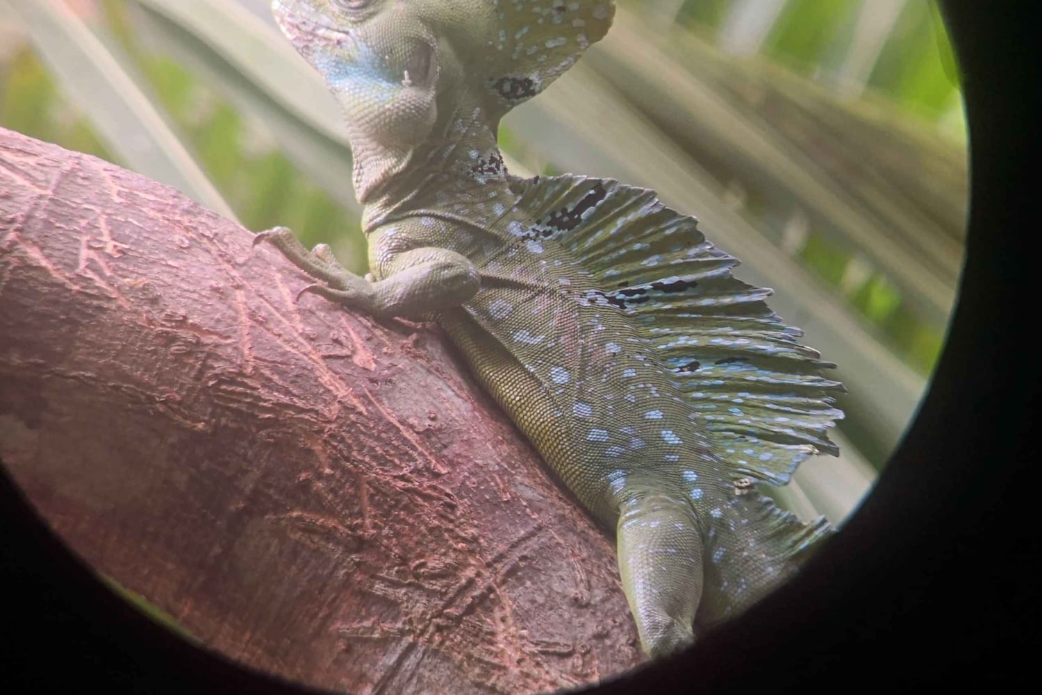 Puerto Limon: Cahuita National Park & Tortuguero Canal