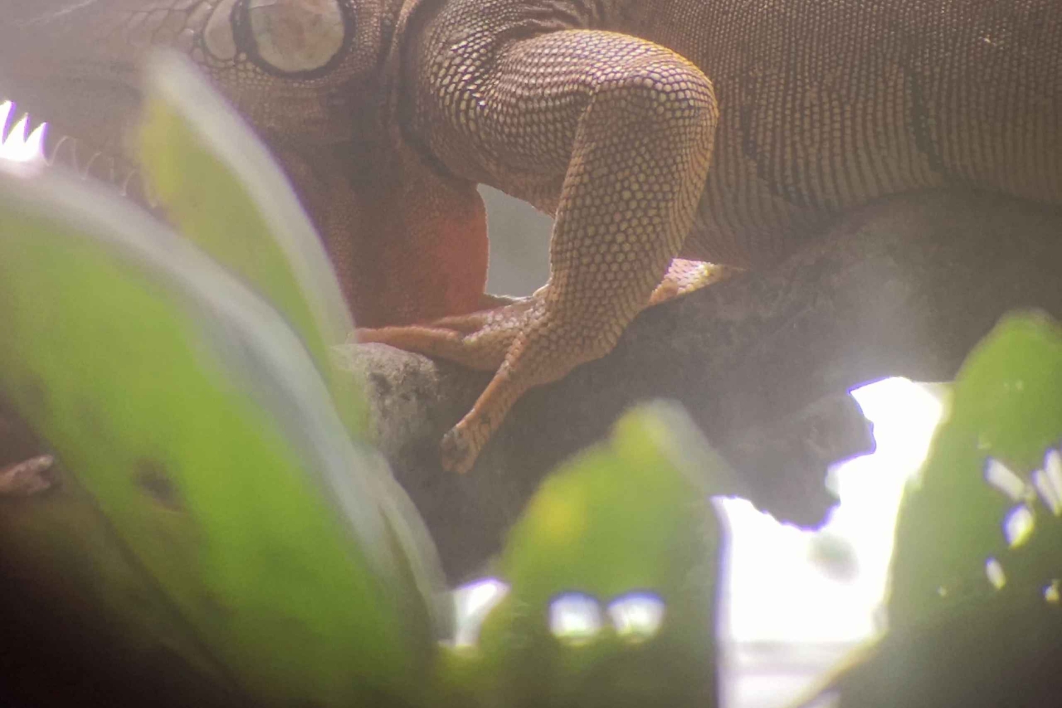 Puerto Limon: Cahuita National Park & Tortuguero Canal