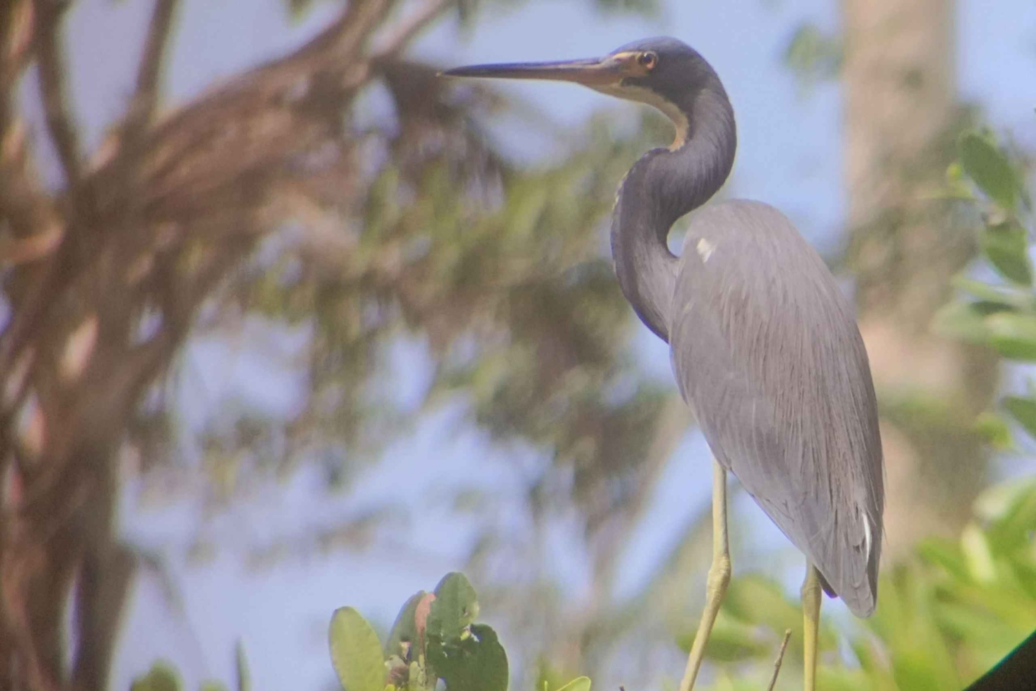 Puerto Limon: Cahuita National Park & Tortuguero Canal