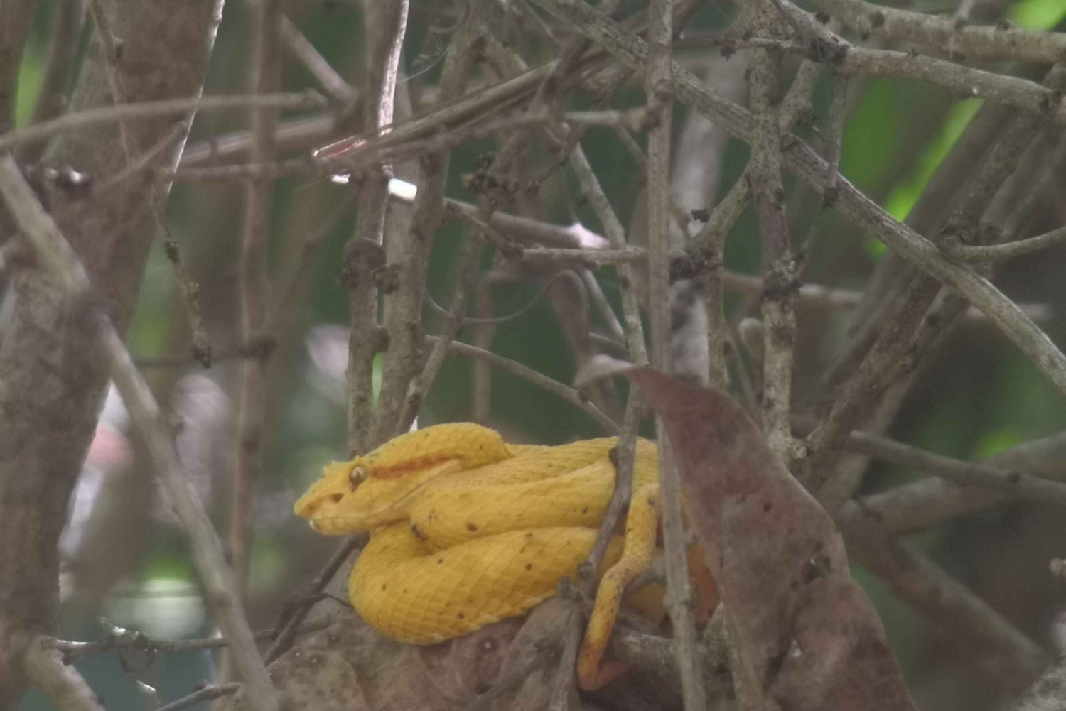 Puerto Limon: Cahuita National Park & Tortuguero Canal