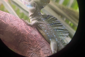 Puerto Limon: Cahuita National Park & Tortuguero Canal