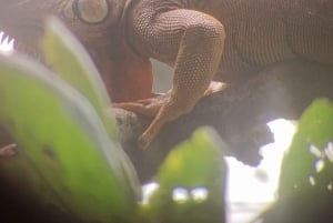 Puerto Limon: Cahuita National Park & Tortuguero Canal