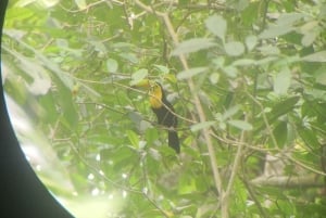 Puerto Limon: Cahuita National Park & Tortuguero Canal
