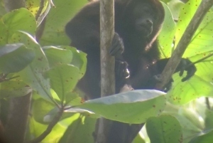 Puerto Limon: Cahuita National Park & Tortuguero Canal