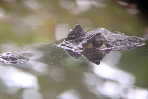 Puerto Limon: Cahuita National Park & Tortuguero Canal