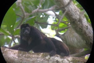 Puerto Limon: Cahuita National Park & Tortuguero Canal