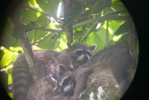 Puerto Limon: Cahuita National Park & Tortuguero Canal
