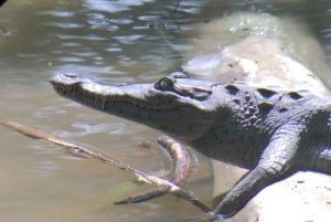 Puerto Limon: Cahuita National Park & Tortuguero Canal