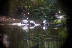 Puerto Limon: Cahuita National Park & Tortuguero Canal