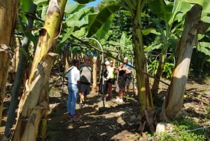 Puerto Limon: Stad Hoogtepunten en Cahuita Nationaal Park Tour