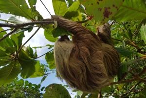 Puerto Limon: Half-Day Tortuguero Canals & Playa Bonita Tour