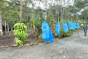 Puerto Limón: passeio de aventura na floresta tropical com Skywalk e tirolesa