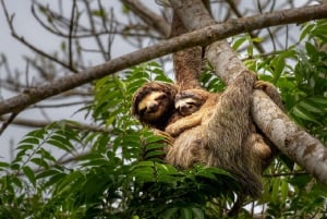 Puerto Limon: Sloth Lovers Shore Excursion at Cahuita Park