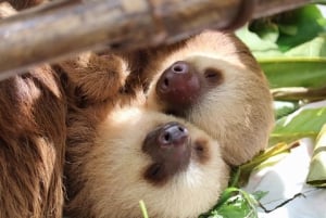 Puerto Limon: Sloth Lovers Shore Excursion at Cahuita Park