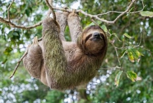 Puerto Limon: Sloth Lovers Shore Excursion at Cahuita Park