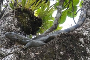Puerto Limón: Tortuguero Canals Boat & Maratopia Garden Tour